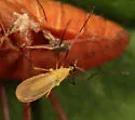 Didactylomyia longimana - photo 5