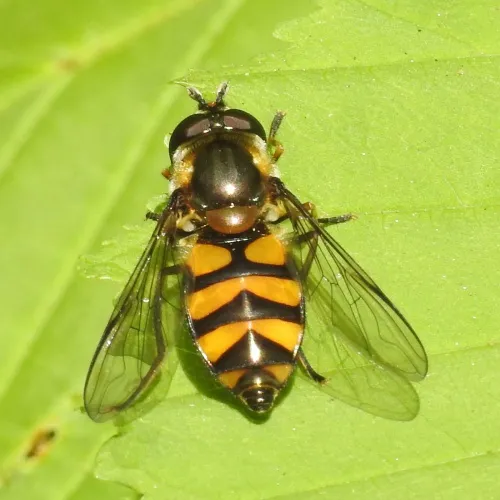 Didea fasciata