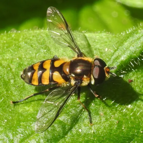 Didea fasciata - photo 2