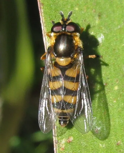 Didea fasciata - photo 3