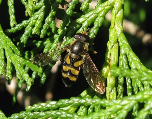 Didea fasciata - photo 4