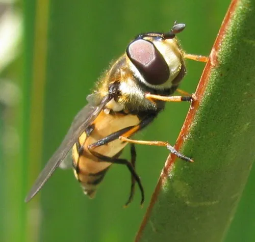 Didea fasciata - photo 5