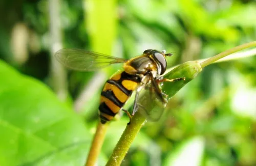 Didea fasciata - photo 6