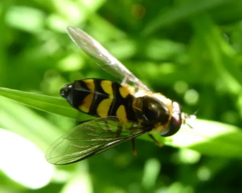 Didea fasciata - photo 7