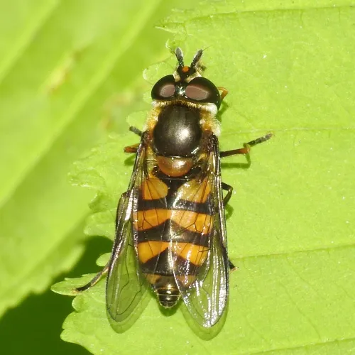 Didea fasciata - photo 8