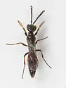 Didineis latimana
