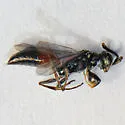 Didineis nodosa