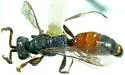 Didineis nodosa - photo 3
