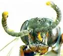 Didineis nodosa - photo 4