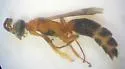 Didineis peculiaris