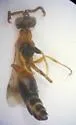Didineis peculiaris - photo 2