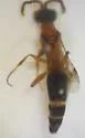 Didineis peculiaris - photo 3