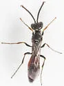 Didineis texana
