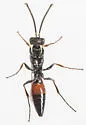 Didineis texana - photo 4