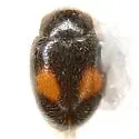Didion punctatum - photo 4