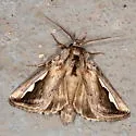 Silvered Prominent - Hodges#7961 - photo 3