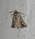 Silvered Prominent - Hodges#7961 - photo 5
