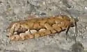 Cockerell's Moth - Hodges#3630