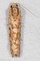 Cockerell's Moth - Hodges#3630 - photo 3