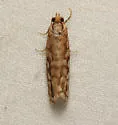 Cockerell's Moth - Hodges#3630 - photo 5
