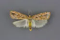 Diedra wielgusi - Hodges#3630.1