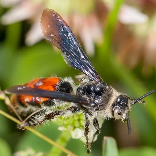 Caribbean Scoliid Wasp - photo 2