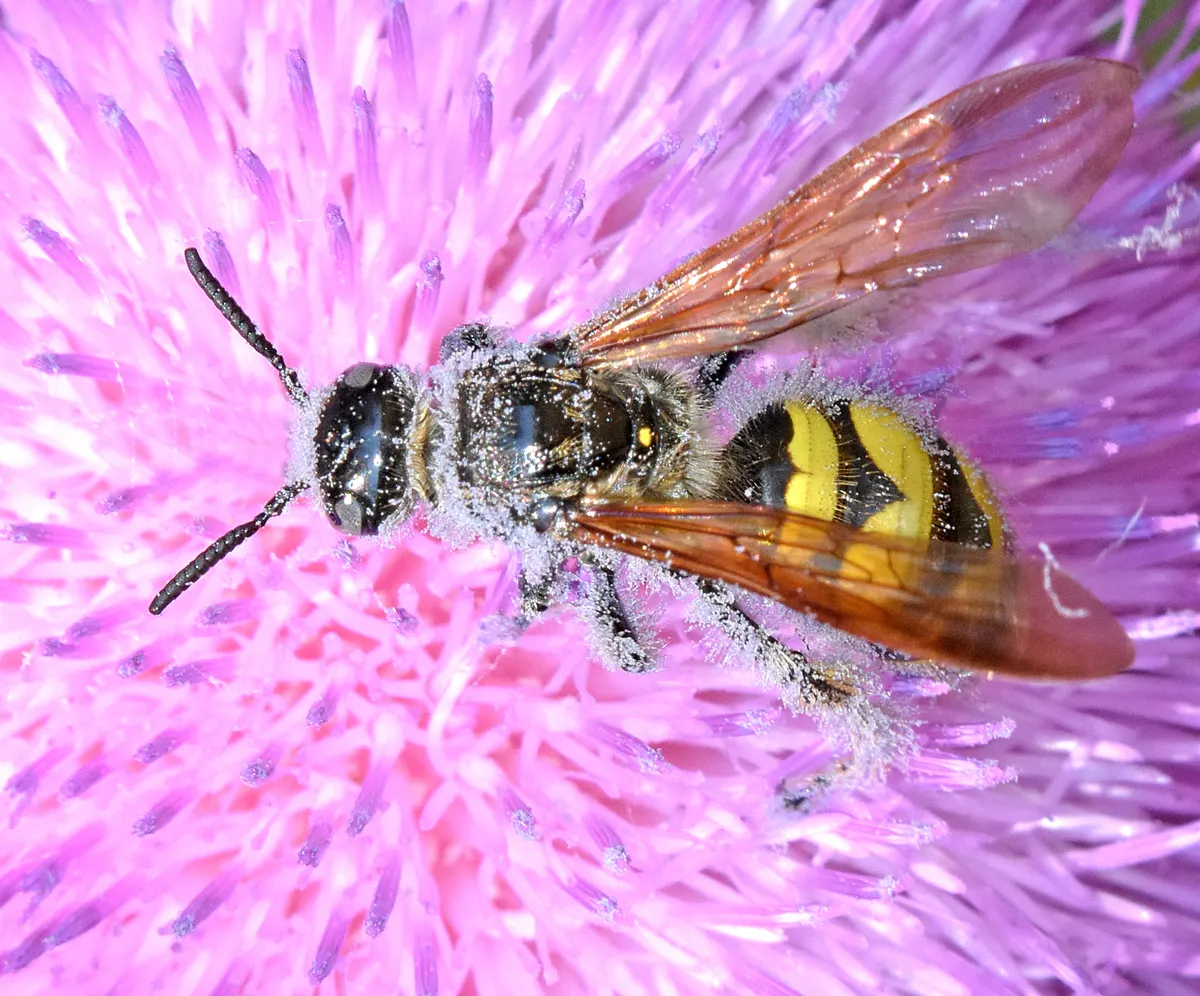 Hairy-footed Scoliid Wasp - photo 3