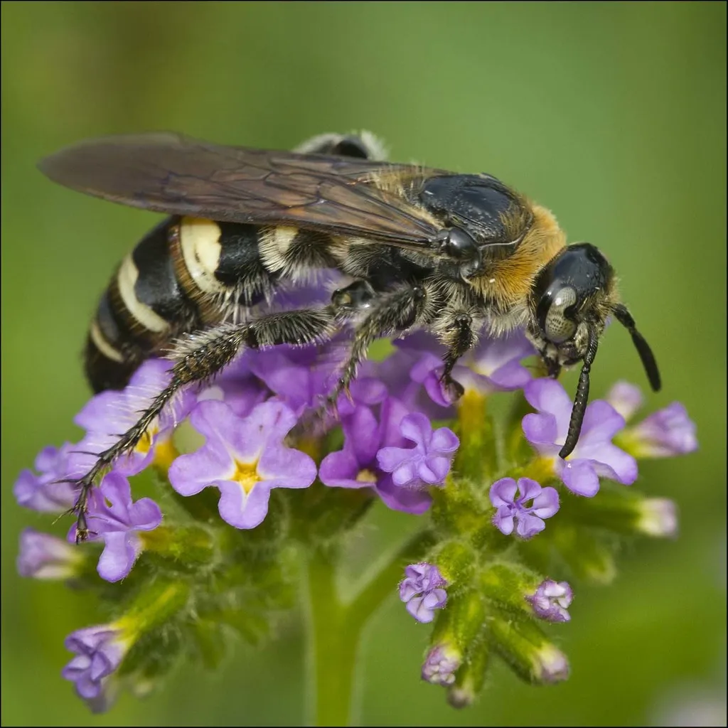 Feather-legged Scoliid Wasp