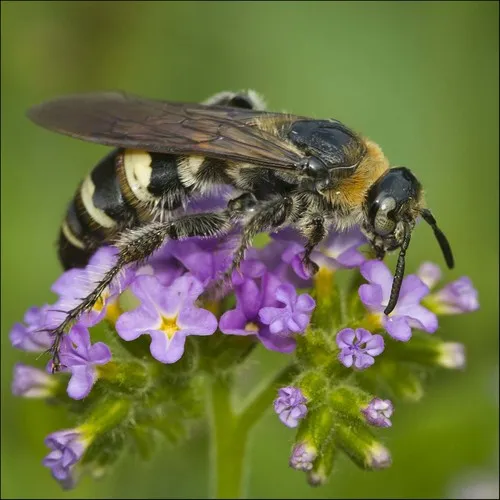 Feather-legged Scoliid Wasp - photo 2