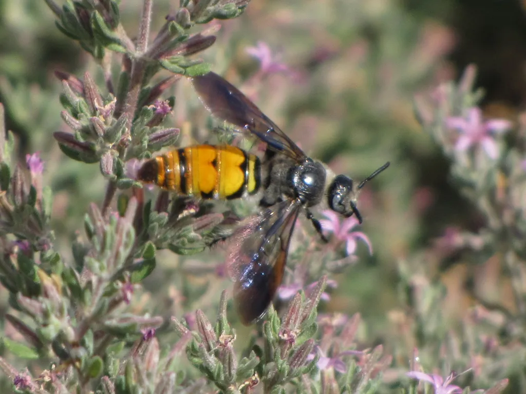 Toltec Scoliid Wasp - photo 2