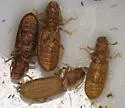Dienerella argus