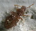 Dienerella costulata