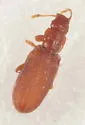 Dienerella costulata - photo 3