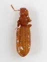 Dienerella costulata - photo 4