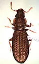 Common Plaster Beetle