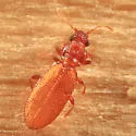 Common Plaster Beetle - photo 2