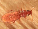 Common Plaster Beetle - photo 3