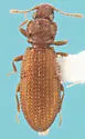 Common Plaster Beetle - photo 4