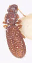 Common Plaster Beetle - photo 5