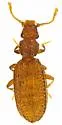 Dienerella intermedia