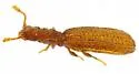 Dienerella intermedia - photo 2
