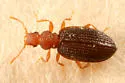 Dienerella ruficollis - photo 2