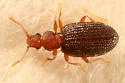 Dienerella ruficollis - photo 3