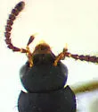 Diestota rufipennis - photo 2