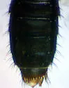 Diestota rufipennis - photo 3