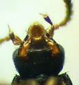 Diestota rufipennis - photo 4