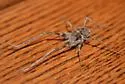 Greenhouse Camel Cricket - Diestrammena asynamora