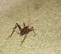 Greenhouse Camel Cricket - photo 2