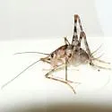 Greenhouse Camel Cricket - photo 3