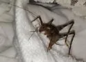 Greenhouse Camel Cricket - photo 4